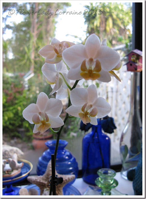 03-14-f-p-orchid