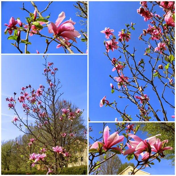 2014-04-29 pink magnolia