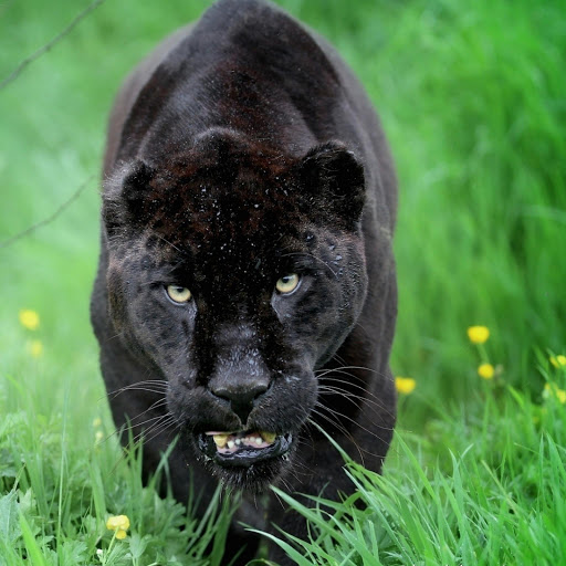 Hd-177793-ascw177793