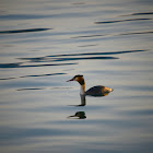 Great Crested Grebe