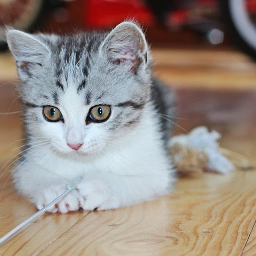 Hd-160879-ascw160879