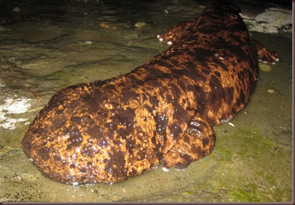 Amazing Animals Pictures Chinese Giant Salamander (4)