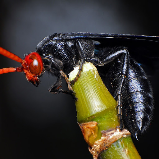 Hd-141871-ascw141871