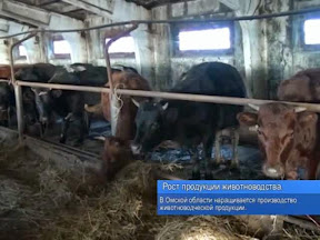 Рост продукции животноводства