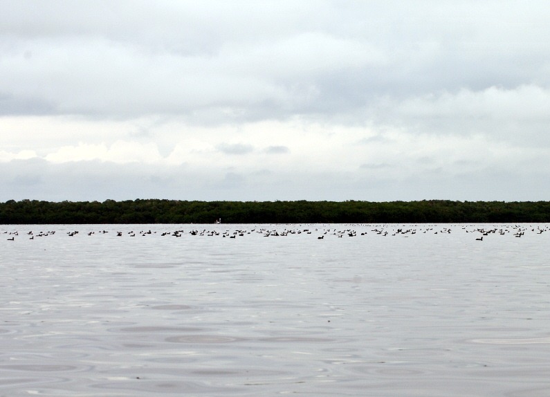 [05%2520-%2520Lots%2520of%2520Coots%2520on%2520Coot%2520Bay%2520Lake%255B1%255D.jpg]