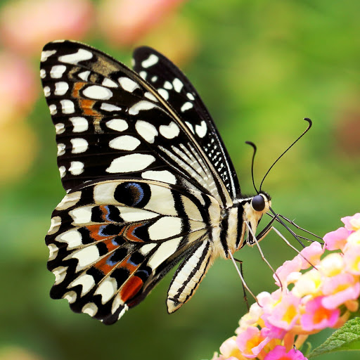 Hd-148700-ascw148700