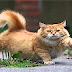 FUNNY VIDEOS: Funny Cats - Funny Cat Videos - Funny Animals - Funny Dogs - Funny Pranks -