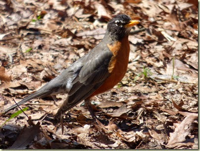 Spring Robin