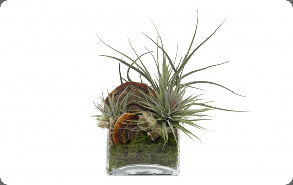 botanical brouhaha: January 2012