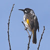 New Holland Honeyeater