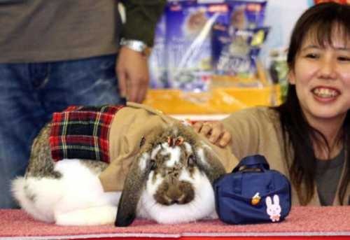 [latest-rabbit-fashion-show-in-Seoul%255B4%255D.jpg]