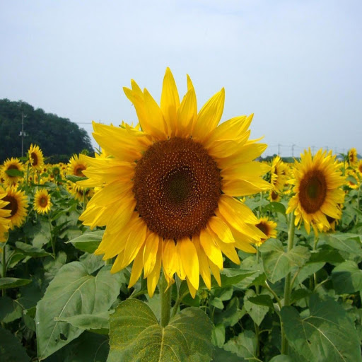 Hd-169664-ascw169664