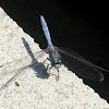 libélula azul