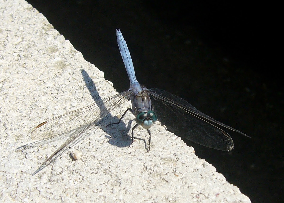 libélula azul