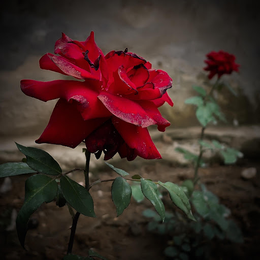 Hd-166035-ascw166035