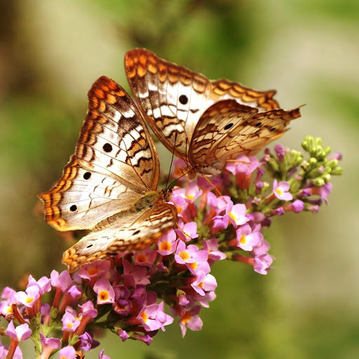 Hd-142718-ascw142718