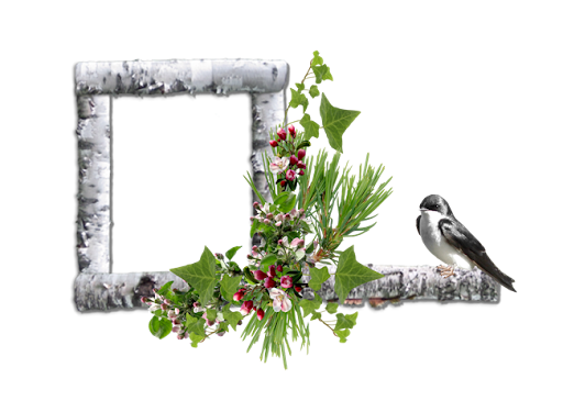 NS%252520Birch%252520frame%252520cluster