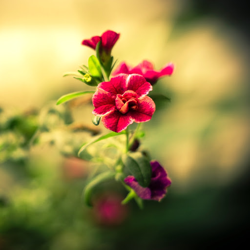 Hd-145884-ascw145884