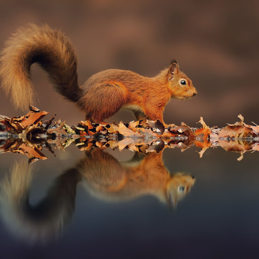 Hd-160263-ascw160263