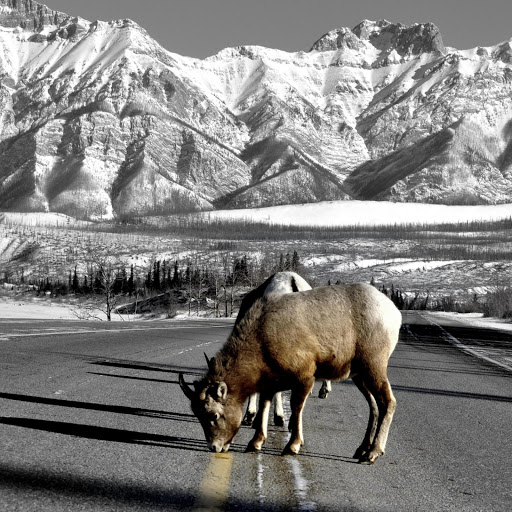 Hd-170355-ascw170355