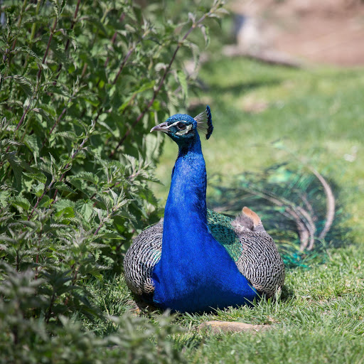 Hd-155943-ascw155943