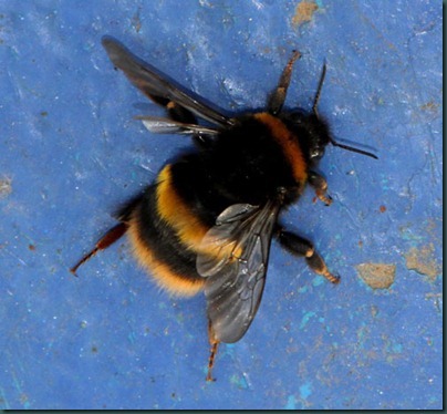 12 queen buff tail bumblebee
