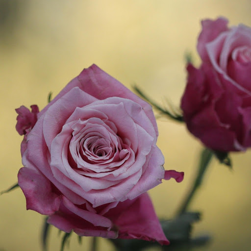 Hd-177292-ascw177292