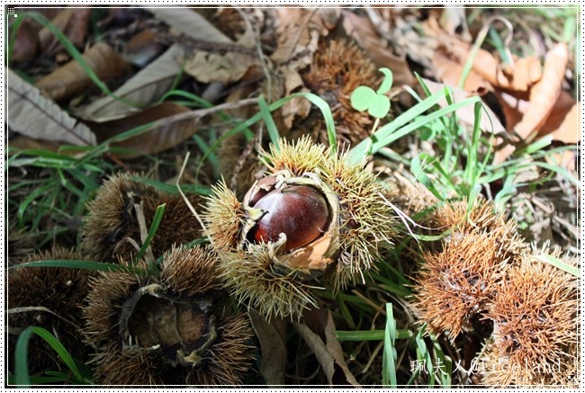 [chestnuts7%255B3%255D.jpg]