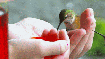 .gif