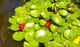 Water Lilies in Ann and Don's pond