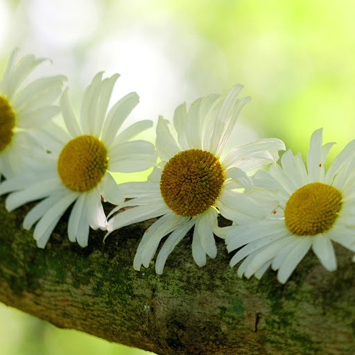 Hd-165112-ascw165112