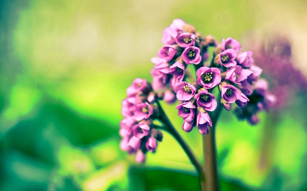[spring-remixed-hd-computer-background-picture-flowers%255B6%255D.jpg]