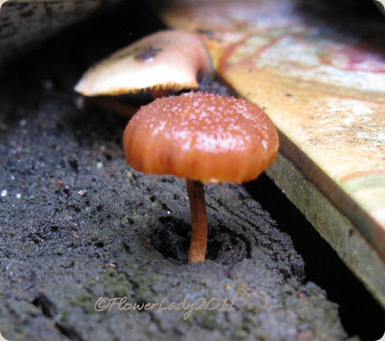 09-23-mushrooms
