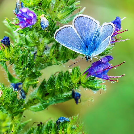 Hd-147445-ascw147445