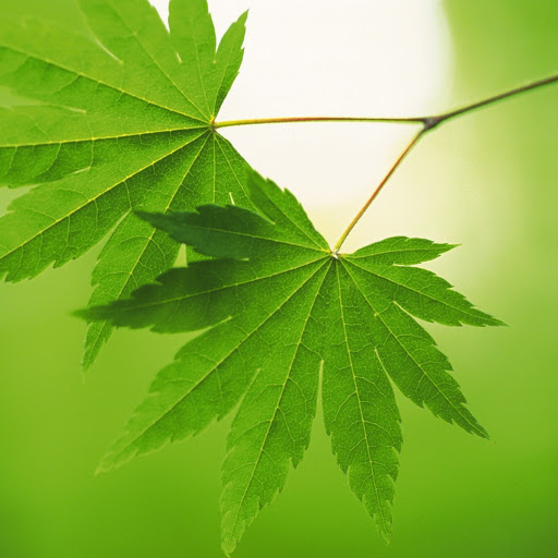 Hd-171161-ascw171161