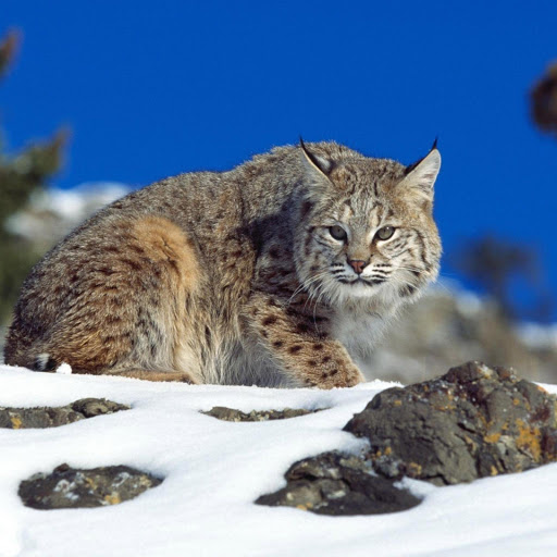 Hd-180860-ascw180860