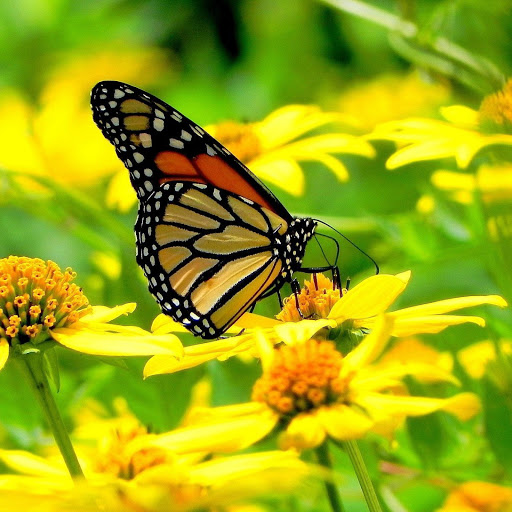 Hd-138022-ascw138022