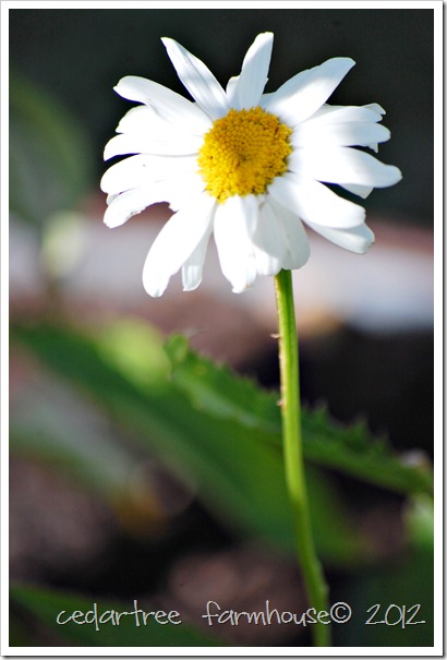 shasta daisy