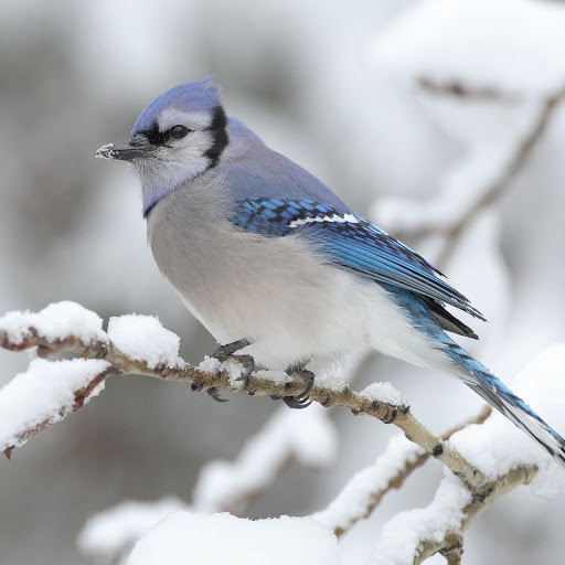 Hd-150040-ascw150040