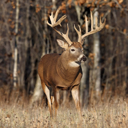 Hd-134632-ascw134632