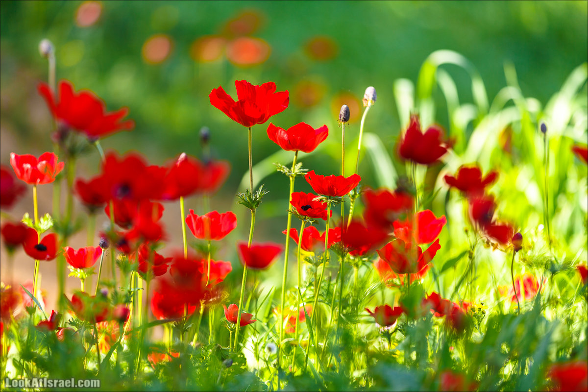 Анемоны (каланиет) пустыни Негев - Фестиваль Даром Адом в LookAtIsrael.com - Фото путешествия по Израилю | Red South festival of anemones in Negev | דרום אדום - קלניות בבארי