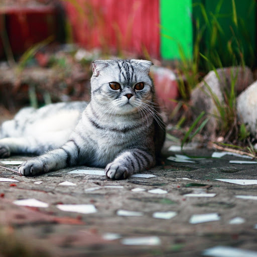 Hd-185621-ascw185621