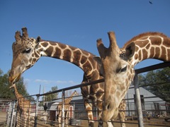 IMG_8664 IMG_8664