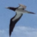 Brown Booby