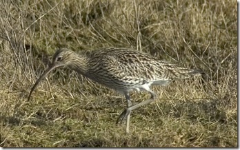 CURLEW 4