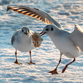 by Dana Corina Popescu - Animals Birds