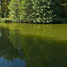 IMG_6001_pano copy.jpg