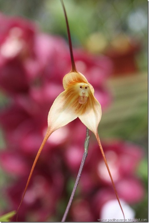Monkey Orchids (3)