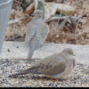 Mourning Dove     pair