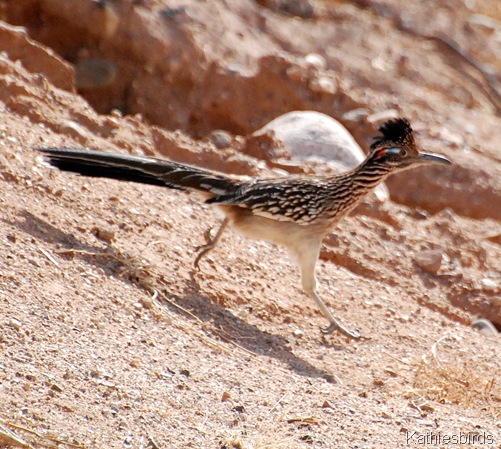 5. roadrunner-kab